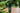 WIRE PULL FLASH GRENADE 3.0-ENOLA GAYE-