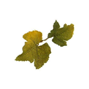 Leaf Camo – LC1 - Lime-NOVRITSCH-