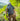 Summit Backpack(R) - COYOTE